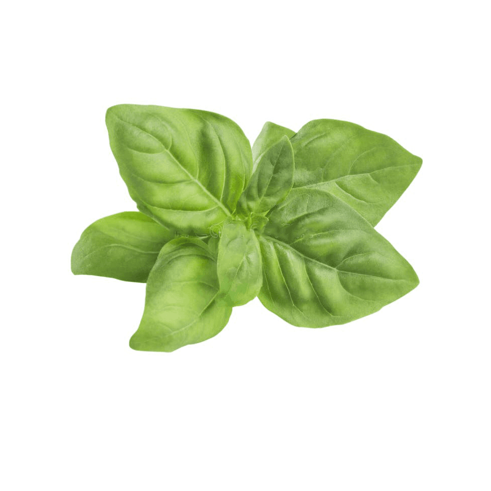 Basil