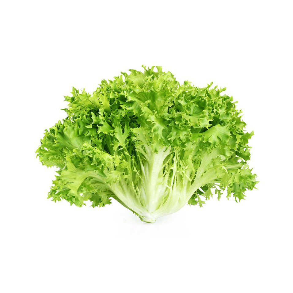 Endive
