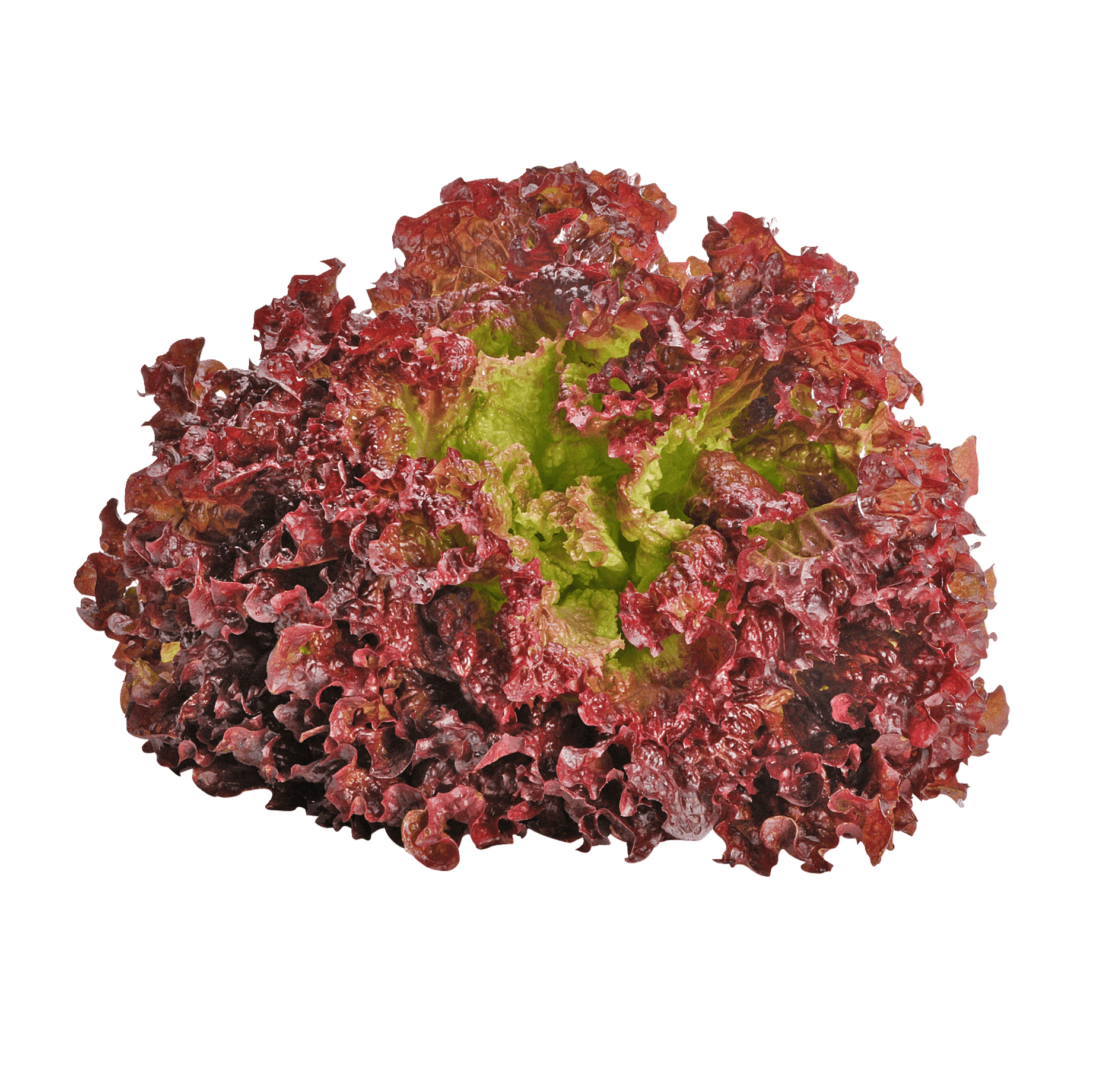 Lollo Rosso